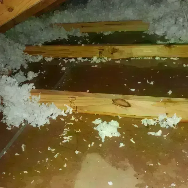 Best Attic Water Damage Service in Dixie County, FL