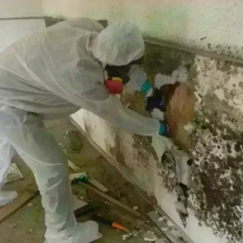 Mold Remediation and Removal in Dixie County, FL